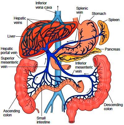 The blood carries various materials that the body needs, and takes away waste or harmful substances. Systemic Veins. Structure of the Veins. Functions of the Veins