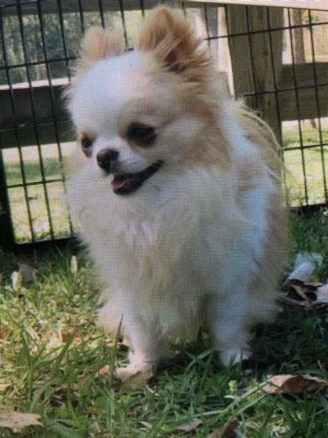 Found 775 videos of craigslist pets lafayette la. Chihuahua puppy dog for sale in Lafayette, Louisiana