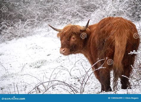 Snowy Highland Cow In A Field Stock Image Image Of Cold Background