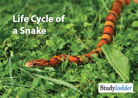 Life Cycle Of A Snake Studyladder Interactive Learning Games