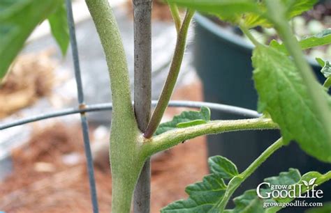 How To Root Tomato Suckers And Grow New Plants