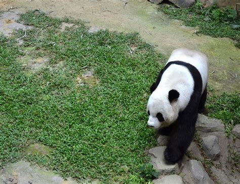 Zoo negara became a giant panda zoo on 21 may 2014. Panda.. Kami Datang!