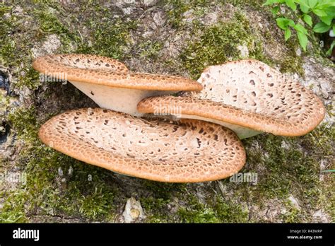 Dryads Saddle Bracket Fungi On A Tree Trunk Stock Photo Alamy