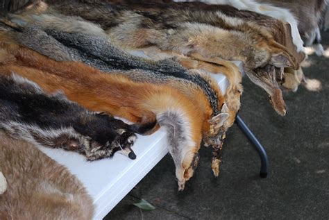 Hd Wallpaper Animal Hides Skins Wildlife Leather Fur Animal Skins