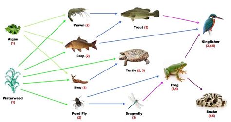 A food chain is a series of organisms where all the organismsare dependent on next organism as a source of food. Topic 5: Ecology & Evolution at Case High School - StudyBlue