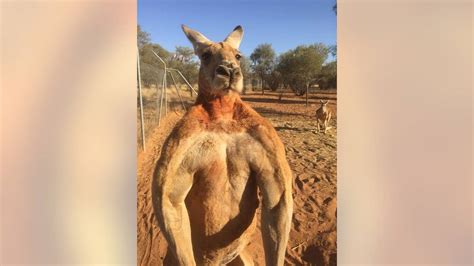 Famous Musclebound Kangaroo Named Roger Dead At 12 Report Fox News