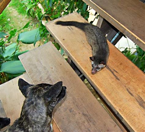 Check spelling or type a new query. Musang or Masked Asian Civet Cat: Loving a musang named Bindi