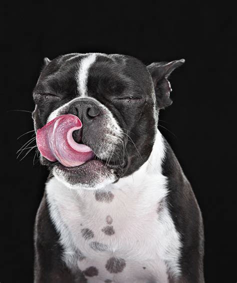 Why do dogs lick your face and lips? A Dog's Lip Lick (Or The Nose Lick Or The Tongue Flick ...