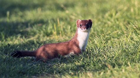 Whats The Difference Between A Stoat And A Weasel Howstuffworks