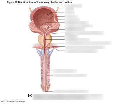 Structure Of The Urinary Bladder And Urethra Male Diagram Quizlet