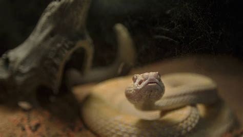 New Okc Rattlesnake Museum To Showcase Oklahomas Most Dangerous Snakes