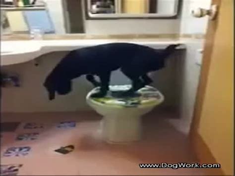 Toilet Trained Dog