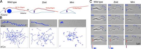 Flagellum Couples Cell Shape To Motility In Trypanosoma Brucei Pnas