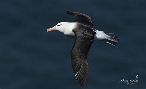 Black Browed Albatross Birdforum