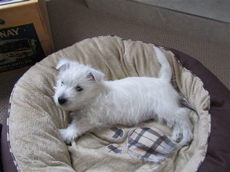 The Temperament Of The West Highland White Terrier Can Differ