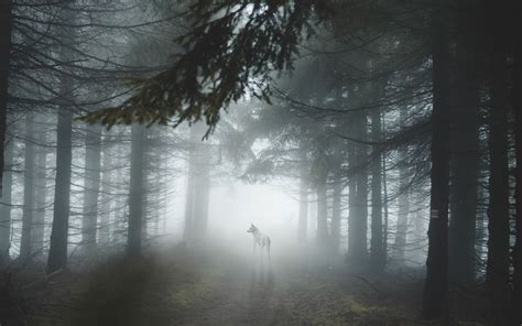 Download Wallpaper 3840x2400 Forest Fog Wolf Dog Trees
