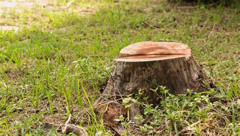 4 Ways To Remove A Tree Stump Without A Grinder My Backyard Life