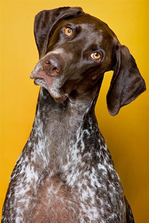 Gorgeous German Shorthaired Pointer Intelligent Face And Lovely Color