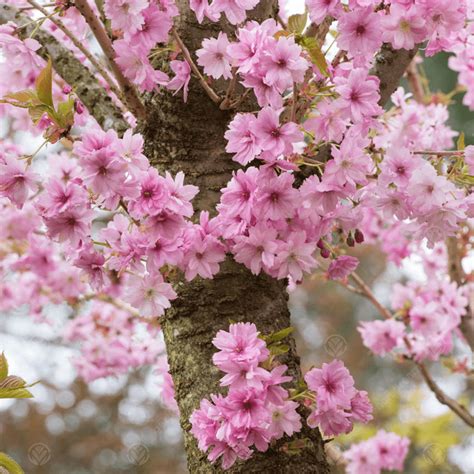 Prunus Beni Yutaka Japanese Flowering Cherry Tree Free Delivery