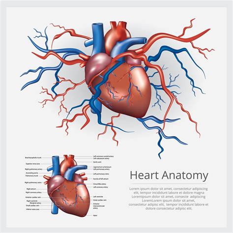 Human Heart Anatomy Vector Illustration 540033 Download Free Vectors