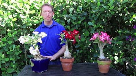 Learn To Grow Desert Rose Adenium In This Quick 1 Minute Video Desert Rose Care Rose Plant