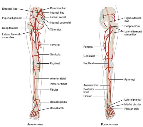 Start studying upper body arteries. Diagram Of Leg Veins — UNTPIKAPPS