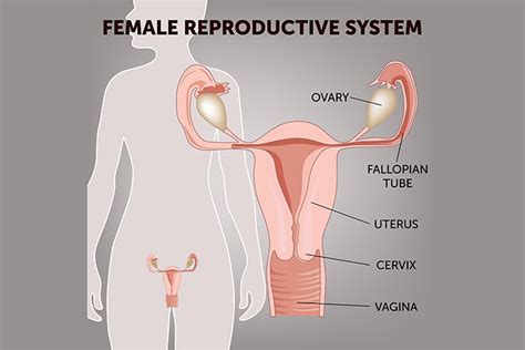 If the average woman had a facebook page for her private parts (we know, shut up), odds are her relationship status would be it's complicated, and she'd desperately need to post a profile picture. Female Reproductive System: Anatomy, Diagram, Parts & Function