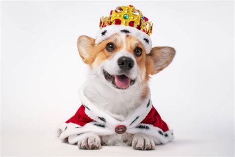 King Like Stock Photos Pictures And Royalty Free Images Istock