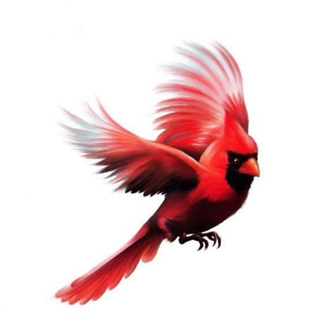 Cardinal Bird Clip Art Free Video Bokep Ngentot