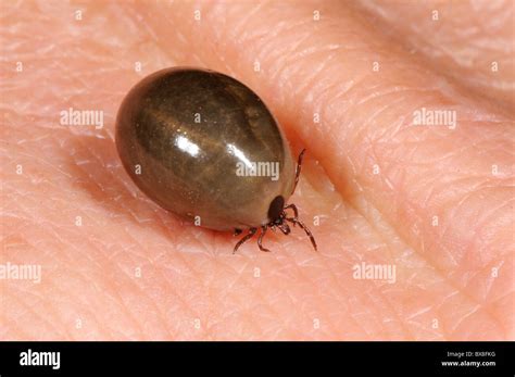 Top 10 What Does An Engorged Tick Look Like You Need To Know