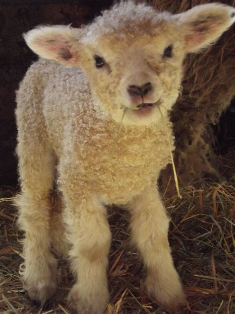 Louise My 6 Day Old Cotswold Ewe Cute Animals Baby Animals Animals
