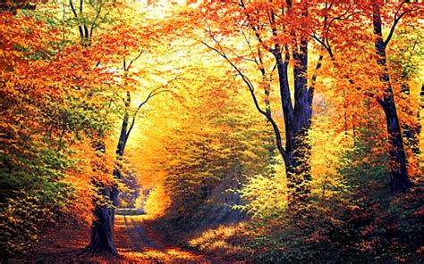 Free Autumn Screensavers Wallpaper Wallpapersafari