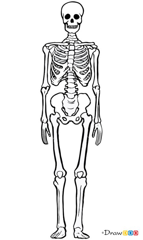 Anatomical Skeleton Drawing