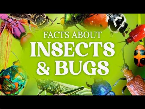 70 Cool Bug Facts You Have To Know