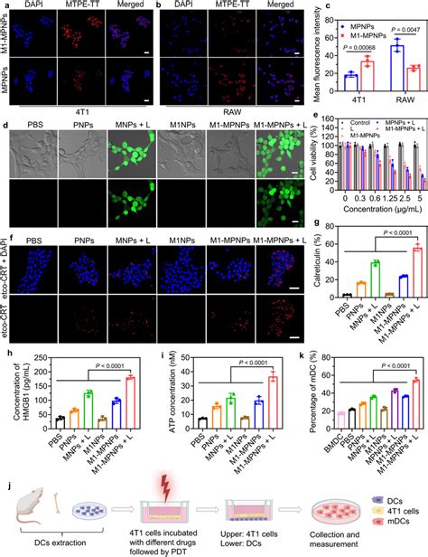 In Vitro Cellular Investigation Representative Clsm Images Of A 4t1