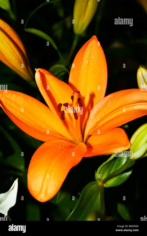 Orange Fire Lily Stock Photo Alamy