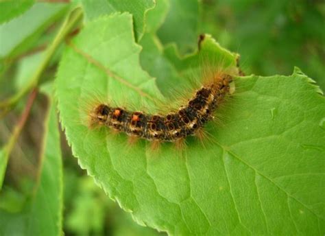 Browntail Moth Here To Stay Wiscasset Newspaper