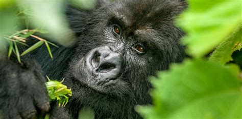 Facts About Mountain Gorillas Love Uganda Safaris
