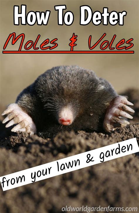 How To Deter Ground Moles And Voles From The Yard And Garden Naturally In