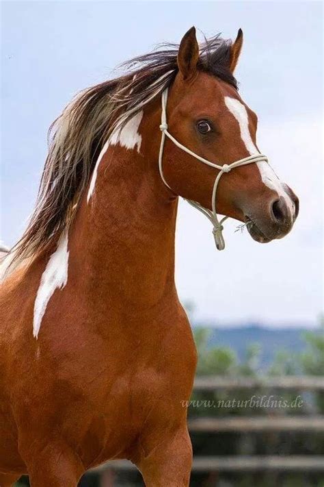 209 Best Arabian Horse Odd Colors Images On Pinterest Horse Odds
