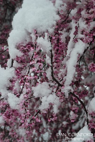 Snow On Cherry Blossoms Flowers