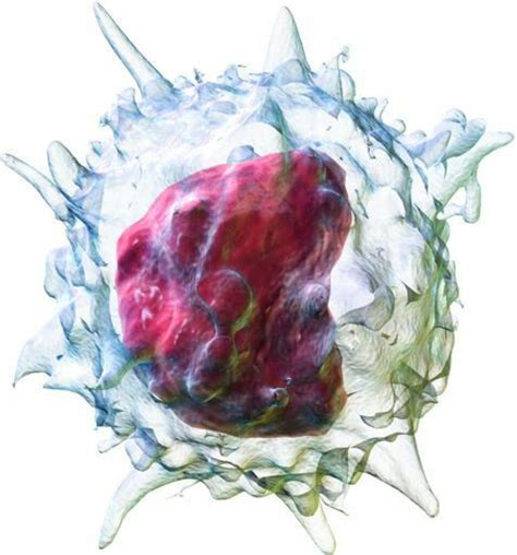Glóbulos Blancos Leucocitos Ciencia Amino