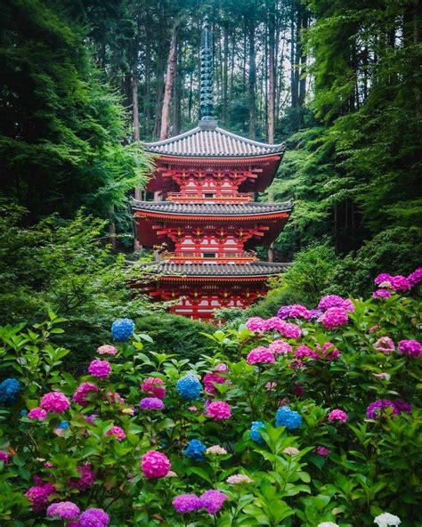 Japan Travel More Hydrangea Love Today Gansenji Temple In Kyoto