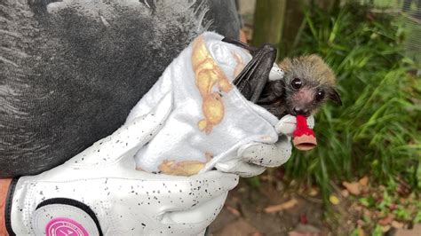 Wildlife Carers Overwhelmed As Grey Headed Flying Foxes Experience Mass
