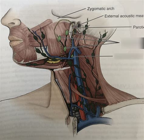 Deep Lymph Nodes Of Head Figure 10 7 Diagram Quizlet