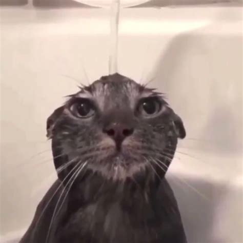 Wet cate Vídeo Memes engraçados de gato Fotos de animais engraçados Gatos legais Gatos