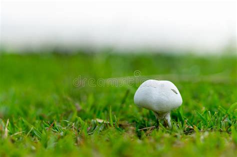 White Mushroom With Green Grass Stock Image Image Of Outdoor Nature