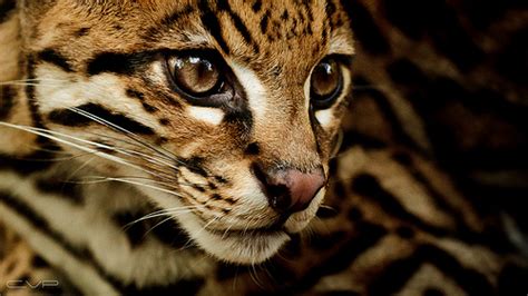 24 Outstanding Shots Of Wildlife Digital Photo Secrets