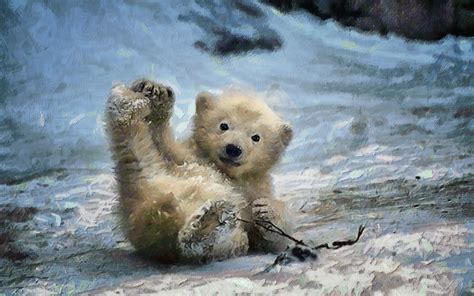 Baby Polar Bear Wallpaper ·① Wallpapertag