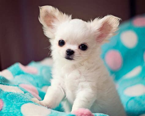 Long Haired Chihuahua Information: A Complete Breed Guide
